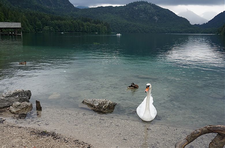 Clicca per vedere l'immagine alla massima grandezza